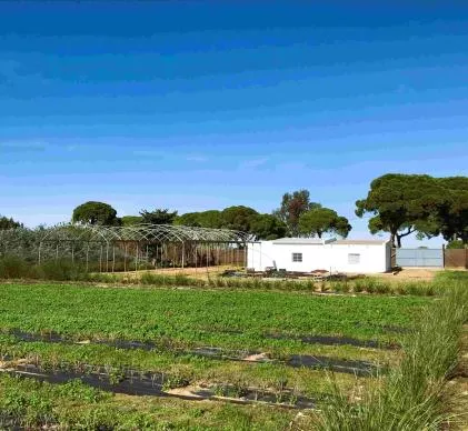  Excelente terreno a 3 minutos de la playa de Costa Ballena, Chipiona (Cádiz), 