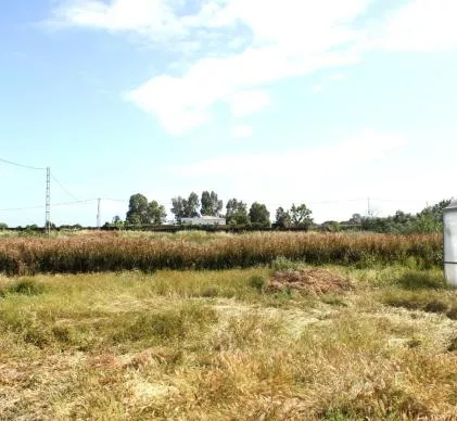 Oportunidad terreno 8100 m 2 informe favorable para hacer camping, 2 minutas de playa costa ballena, CHIPIONA, CADIZ