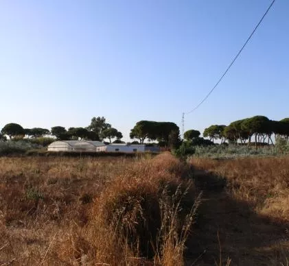 Oportunidad terreno 8100 m 2 informe favorable para hacer camping, 2 minutas de playa costa ballena, CHIPIONA, CADIZ